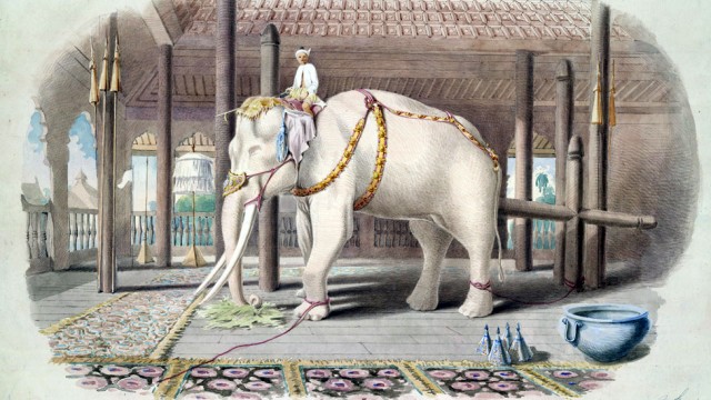 Lord_White_Elephant